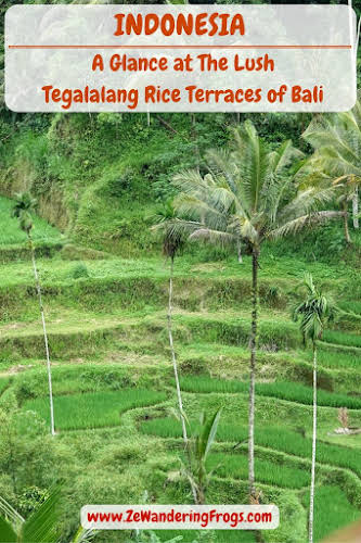 A Glance at The Lush Tegalalang Rice Terraces of Bali // One cannot go to Bali and not make time to see the Tegalalang Rice Terraces.