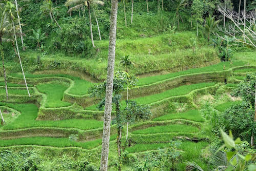 Indonesia. Bali Tegalalang Rice Terraces. Tegalalang rice fields north of Ubud