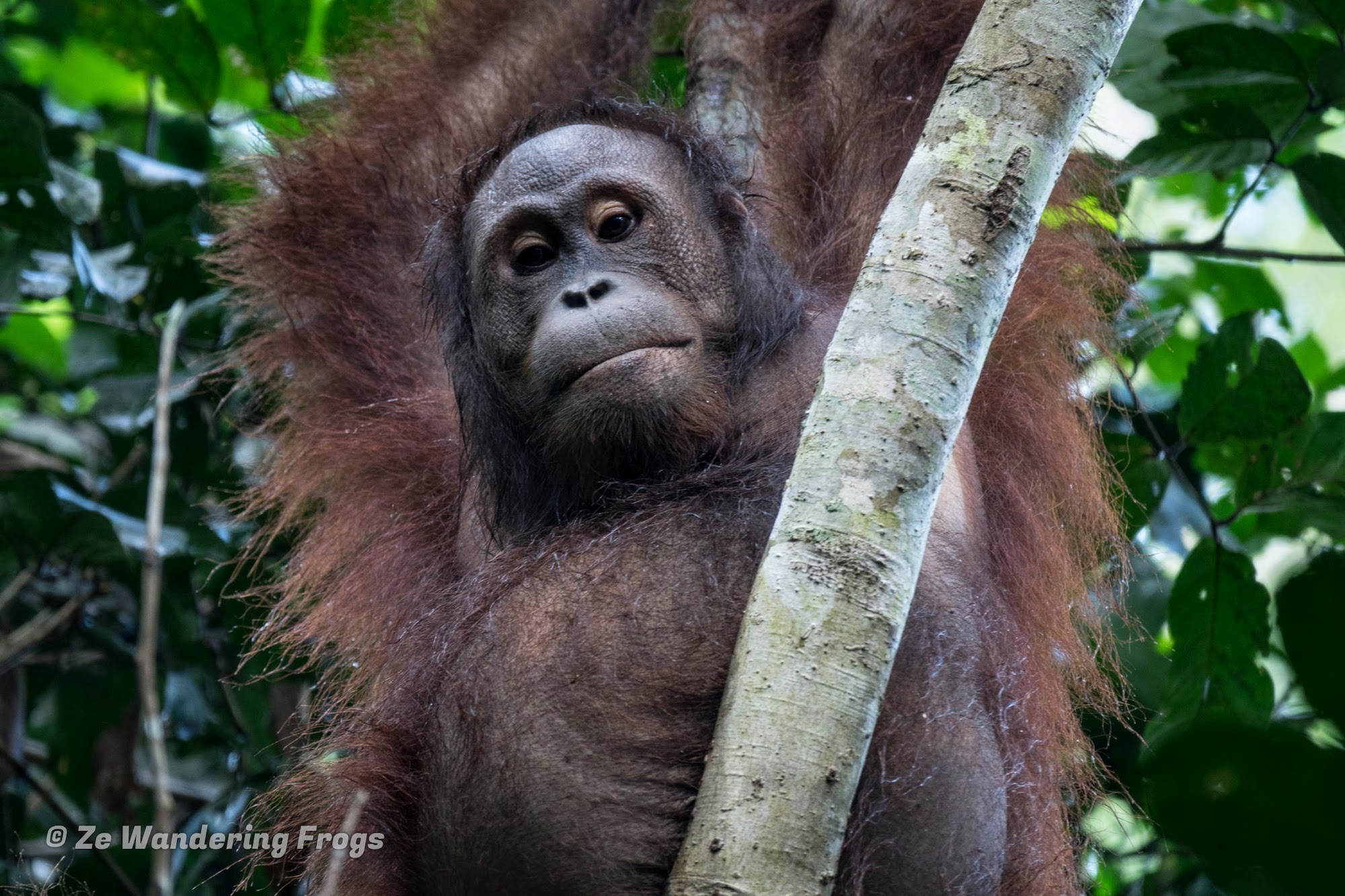 Searching for Wild Orangutans  in the Borneo  Jungle of 