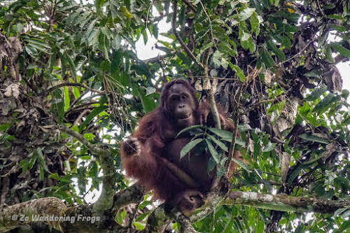 Indonesia. Borneo Kalimantan Orangutans. Finding our first orangutan!