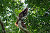 Indonesia. Borneo Kalimantan Orangutans. Mum orangutan with one-year old baby!