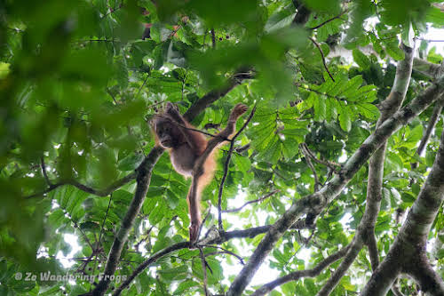 Indonesia. Borneo Kalimantan Orangutans. Orangutan baby showing off his stretching skills