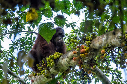 Indonesia. Borneo Kalimantan Orangutans. Orangutan male gorging himself on ripe fruits