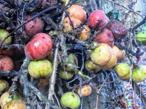 Indonesia. Borneo Kalimantan Orangutans. Ripe fruits - maybe Neesia - ready for the picking