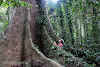Indonesia. Borneo Kalimantan Orangutans. Searching for Orangutans on the tall sangkwang tree