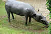 Local Pig - Babirusa, South Sulawesi