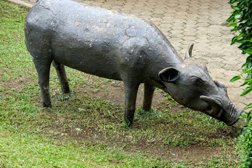 Porc local - Babirusa, Sulawesi du Sud