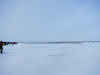Reindeers crossing the ice road Mackenzie River