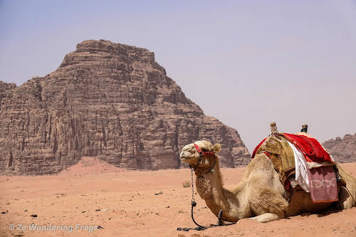 Jordan Desert Wadi Rum Desert // Ready for a Camel Ride in Wadi Rum