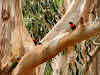 Birds, Hanson Bay Sanctuary