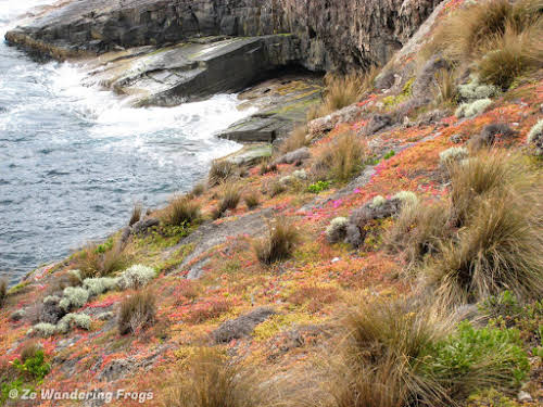 Colorful lichen and moss on Cape Borda cliffs