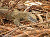 Meeting with a goanna