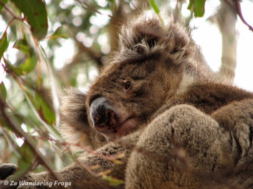 Koala in Eucalyptus tree, Hanson Bay Sanctuary