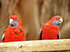 Parrots at the Hanson Bay Sanctuary