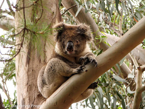 Surprised, surprised, Mr Koala