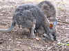 Friendly Wallabies, Hanson Bay Sanctuary