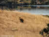 Kangaroos on Kangaroo Island!