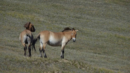 Khustain Nuruu National Park: Step Back in Time with the Przewalski's horses // Admiring the wild Takhi horses
