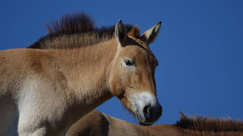 Khustain Nuruu National Park: Step Back in Time with the Przewalski's horses // Beautiful Przewalski's Horse