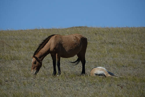 Khustain Nuruu National Park: Step Back in Time with the Przewalski's horses // Relaxed horses