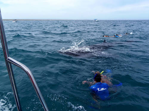 Into the water, snorkeling toward the whale