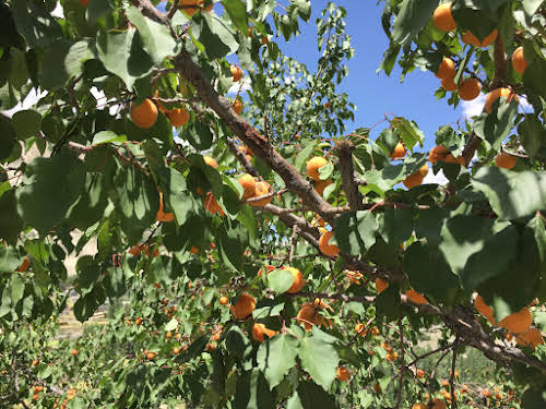 Machollo: A Traditional Pakistani Village in Baltistan Hushe Valley // Apricot trees heavy with ripe fruits
