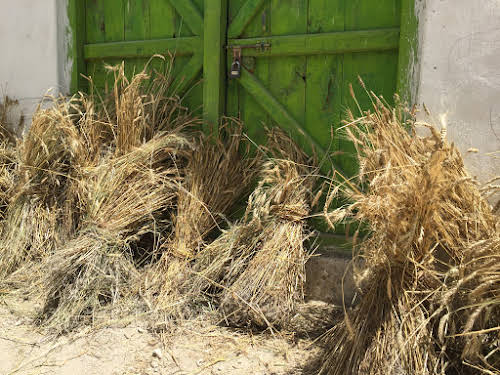 Machollo: A Traditional Pakistani Village in Baltistan Hushe Valley // Wheat bunches