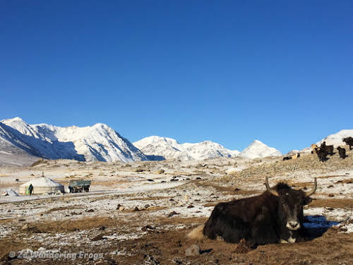 Mongolia Altai Mountains Trekking Altai Tavan Bogd National Park // Yak herd
