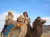 Mongolia. Golden Eagle Festival Olgii. Decorated camels at the Golden Eagle Festival