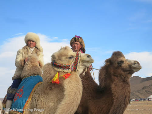Mongolia. Golden Eagle Festival Olgii. Decorated camels at the Golden Eagle Festival