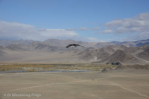 Mongolia. Golden Eagle Festival Olgii. Eagle high in the sky