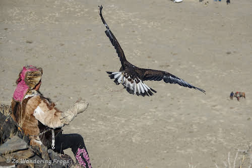 Mongolia. Golden Eagle Festival Olgii. Hunter sending off an eagle.