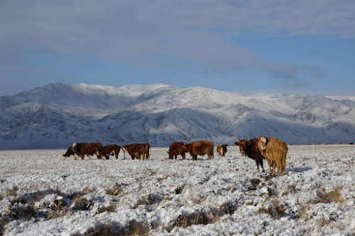 Cows grazing in the snow