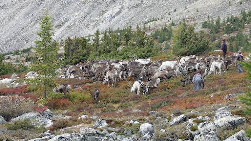 Zorigt moving the reindeer herd