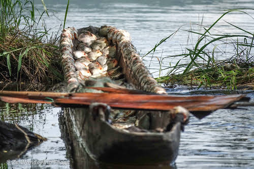 Papua. New Guinea East Sepik River Clans Crocodile Traditions. A successful fishing morning