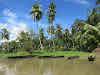 Papua. New Guinea East Sepik River Clans Crocodile Traditions. Dungout canoes on the Sepik River