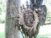 Papua. New Guinea East Sepik River Clans Crocodile Traditions. East Sepik River Mask