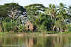 Papua. New Guinea East Sepik River Clans Crocodile Traditions. Sepik River Village