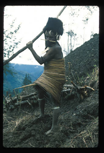 Papua. Tribes Baliem Valley Time Travel. Traditional Yani working his field. Note the koteka sticking out