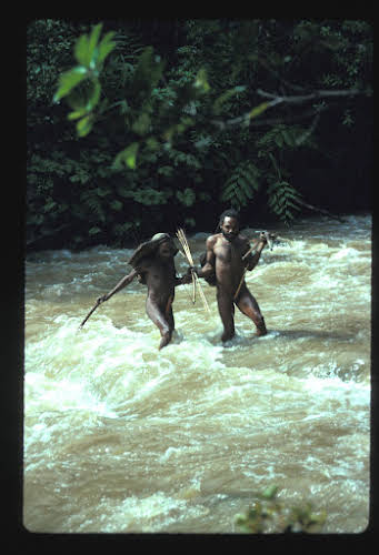 Papua. Tribes Baliem Valley Time Travel. Young Papua man helping an older one crossing the river