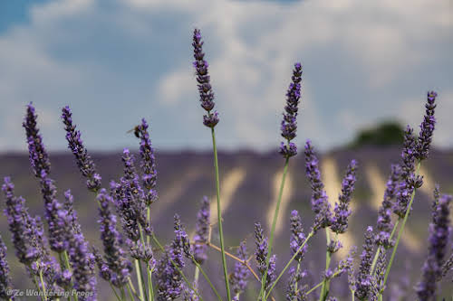Provence Itinerary 5 Days: Luberon Villages, Lavender Fields, and Verdon Gorge // Valensole Lavender Fields