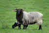 Road Trip Pyrénées: Itinéraire 4x4 Aragon Navarre // Moutons Manech à face noire