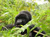 Snack time bamboo style