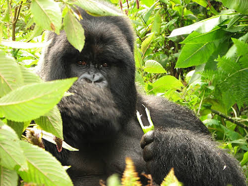 Face-to-face with a Silverback gorilla