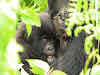 Gorilla mum and kids behind leaves