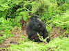 Sleepy Gorilla baby in mum's arms