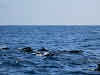 Sri. Lanka Kalpitiya Things To Do. Dolphins Watching Cruise