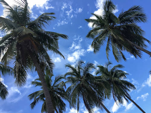 Sri. Lanka Kalpitiya Valampuri Resort. Coconut trees for the perfect tropical feel.