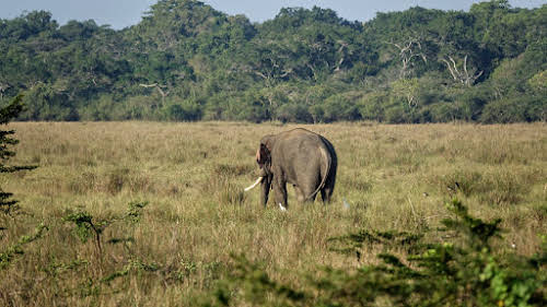 Sri Lanka Safari: Leopards du Parc National de Wilpattu // Éléphant avec longues défenses