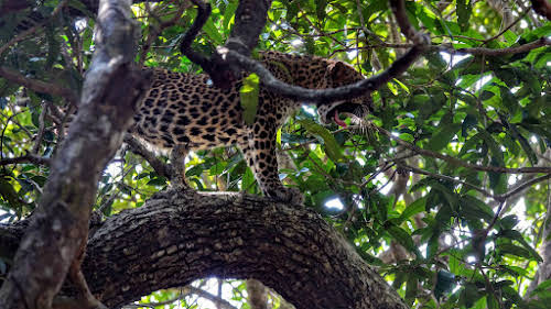 Sri Lanka Safari: Leopards du Parc National de Wilpattu // La vie dure d'un leopard